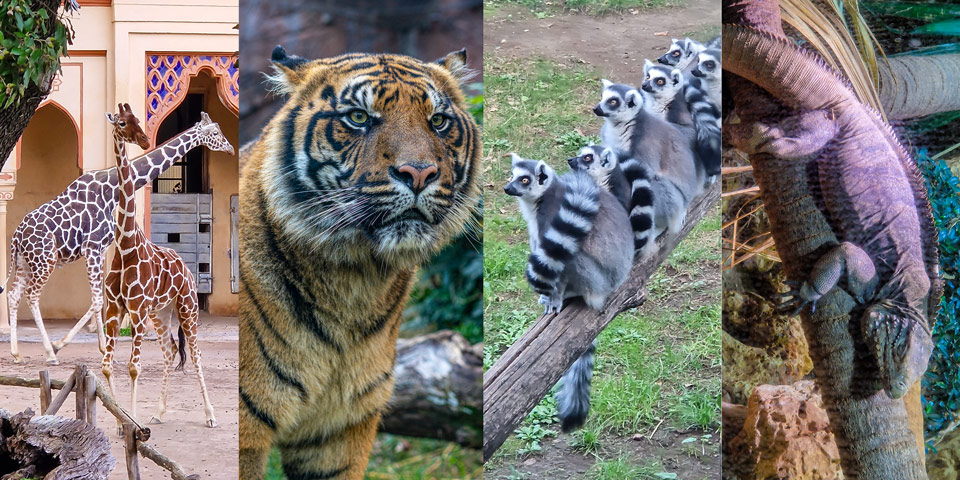 Bioparco Zoo in Rome